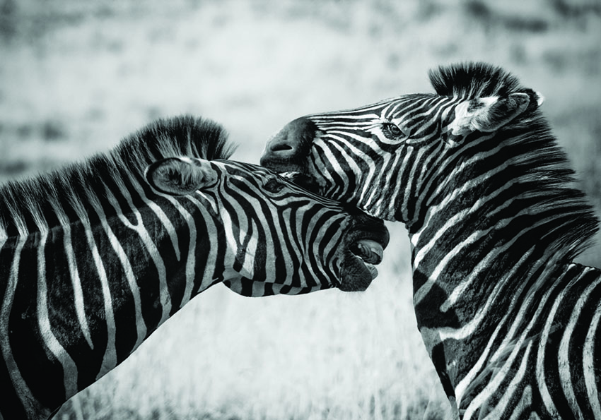 Obraz na plátně - Zebra 120 x 80 cm - 2339 Kč